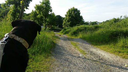 Dog on road amidst trees against sky