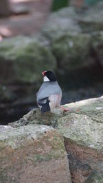 Close-up of bird perching on rock