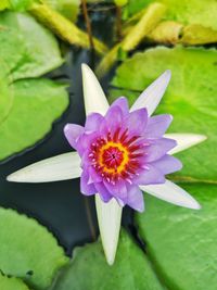 Close-up of lotus water lily in pond