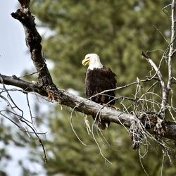 Low angle view of eagle perching on tree