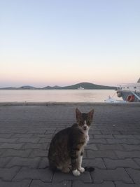 Cat looking at sea against sky during sunset