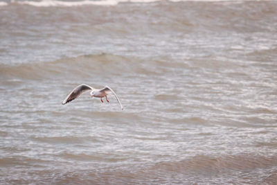 Seagull hunting during thunderstorm, background for meditation.