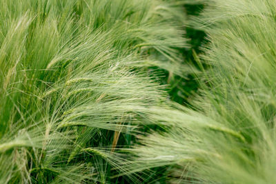 Full frame shot of feathers