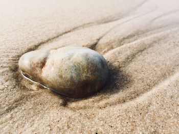 Close-up of shell on sand