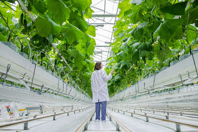 Young professional female farmer using tablet, controlling cultivation system in greenhouse. 