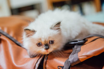 Close-up portrait of kitten