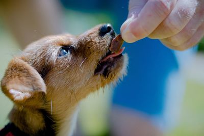 Close-up of hand holding dog