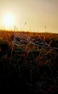 Close-up of wet spider web on field against sky during sunset