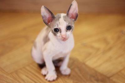 Close-up of little cornish rex kitten 