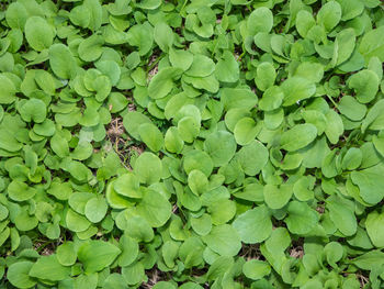 Full frame shot of leaves