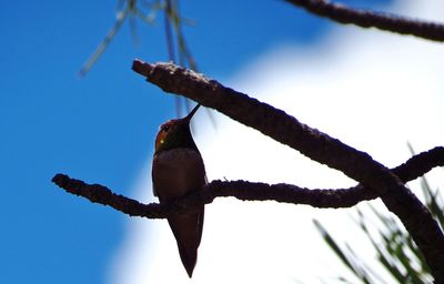 Low angle view of bird perching on branch against sky