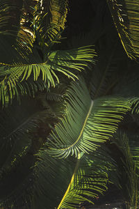 Close-up of palm tree leaves