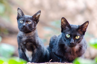 Close-up portrait of kittens