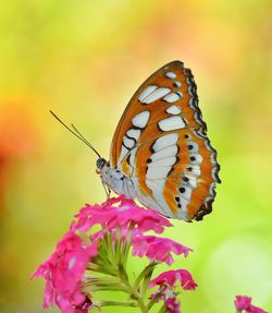 Close-up of butterfly pollinating on flower