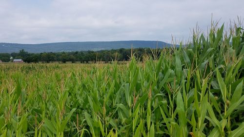 Wheat growing on field against sky