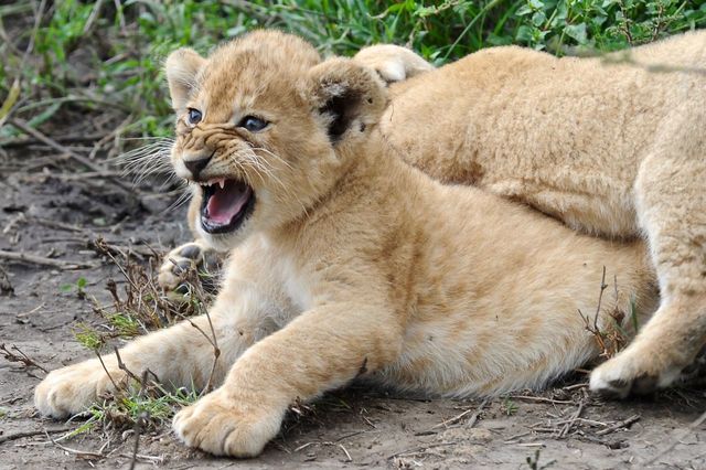 Angry lions cubs on field | ID: 121733840