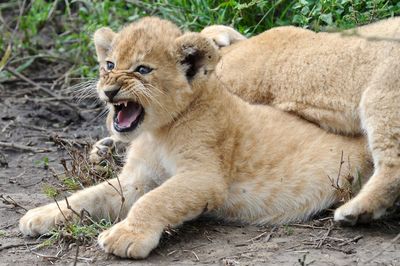 Angry lions cubs on field