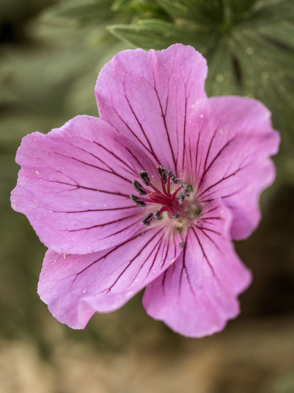 CLOSE-UP OF PINK PURPLE FLOWER