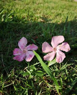 Close-up of pink flowering plants on land