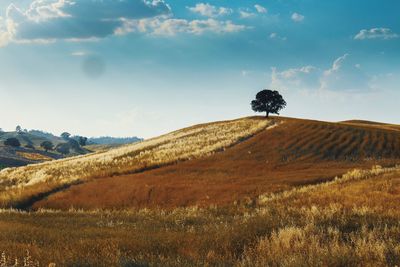 Scenic view of field against sky