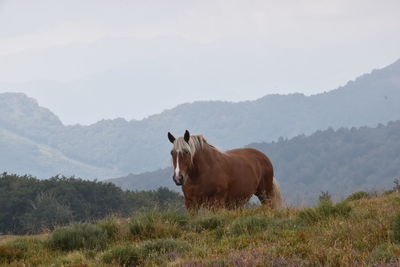 Horse in a field