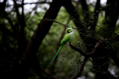 Close-up of parrot perching on tree