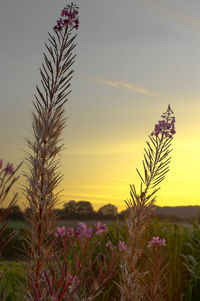 Scenic view of landscape at sunset