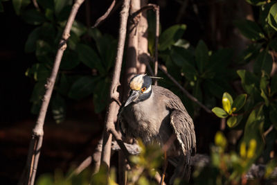 Bird perching on a tree