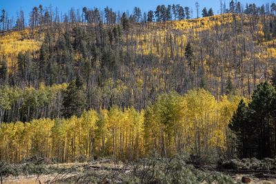 Pine trees in forest during autumn