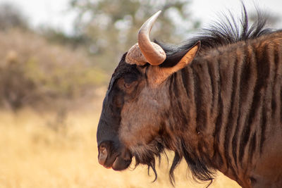 Blou wildebeest a.k.a. common wildebeest