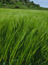 Crops growing on field
