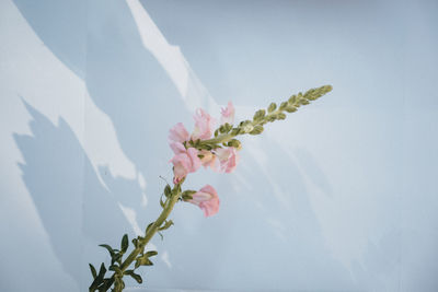 Close-up of white flowering plant against sky