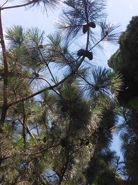 Low angle view of trees against sky