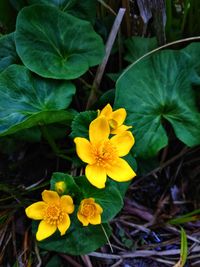 High angle view of yellow flowering plants