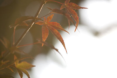 Close-up of maple leaf during autumn
