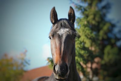 Close-up of a horse