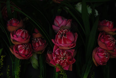 High angle view of pink tulips