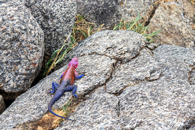 Close-up of a bird on rock