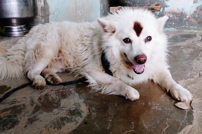 Portrait of white dog relaxing outdoors