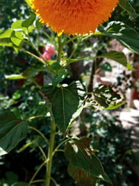 Close-up of flowering plant