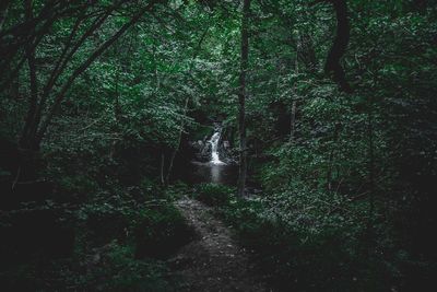 Scenic view of waterfall in forest