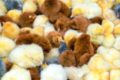 Close-up of baby chickens