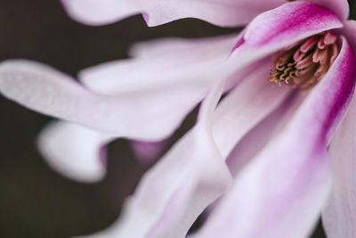 Close-up of pink magnolia flower.