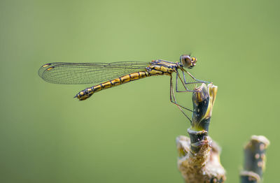 Close-up of dragonfly on plant