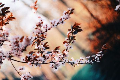 Close-up of cherry blossom during autumn