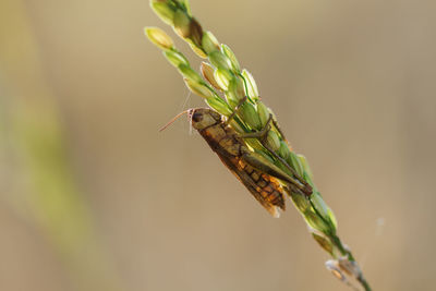 Close-up of insect on plant