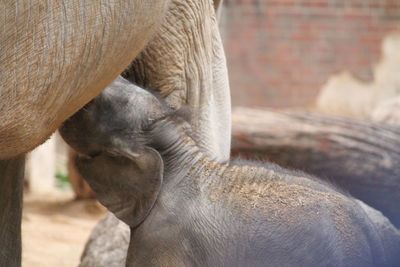 Close-up of a elephant calf drinking