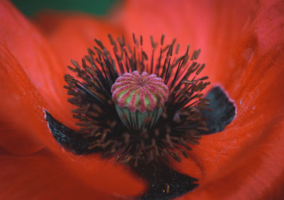 Close-up of red flower