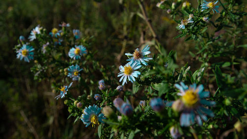 Close-up of honey bee on flowering plant