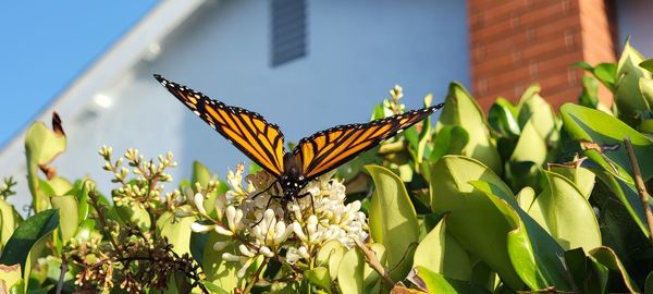 Close-up of butterfly pollinating on flower